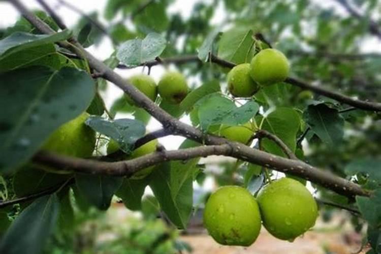 碗豆尖适合施什么肥料