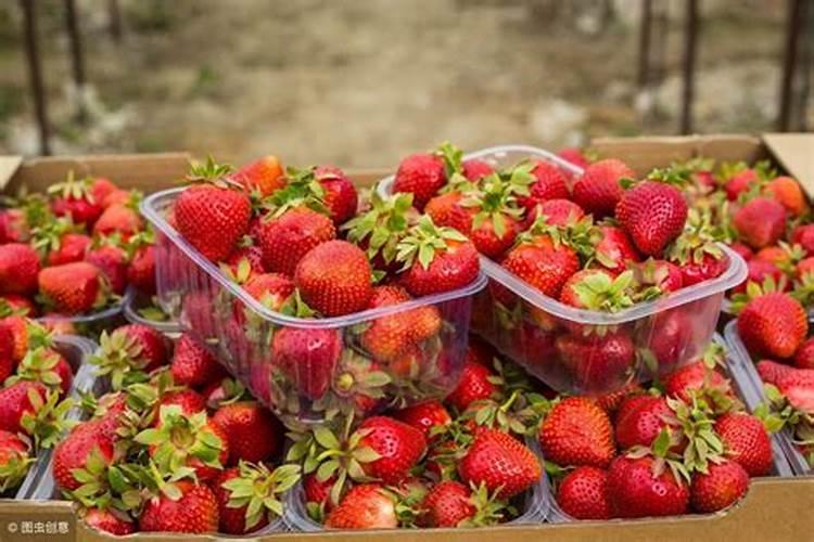 盆栽金银花怎样过冬,五种方法让你的金银花安全过冬