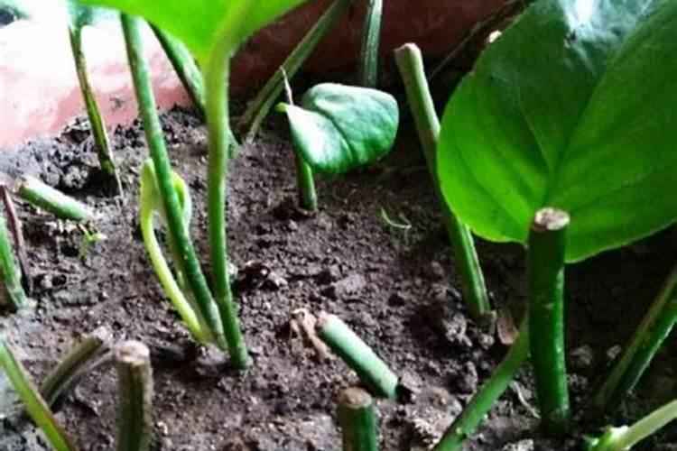 万能叶面肥配方