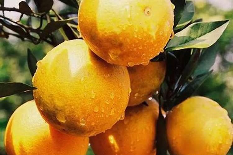 11月柑橘果树种植管理要点 柑橘树养殖技巧总结