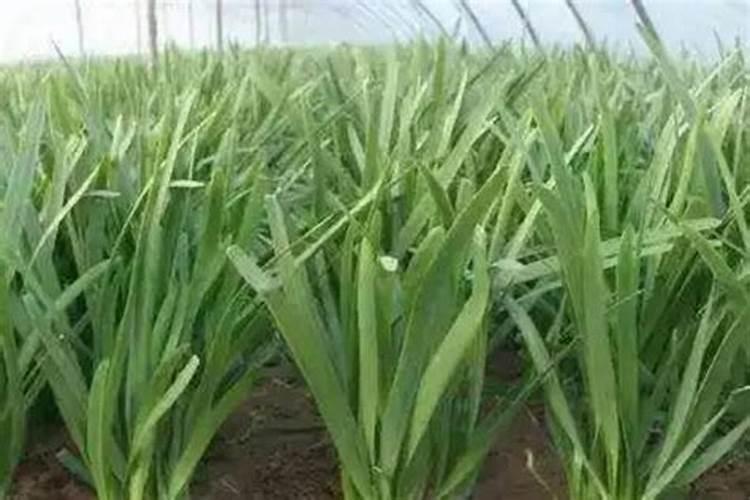 阴天打除草剂有效果吗