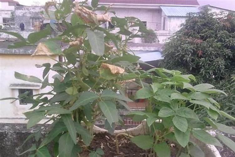 黄豆被水淹了叶子发黄了该怎么办