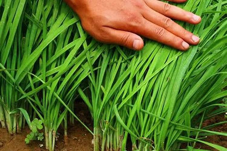 韭菜施什么肥长得又快又壮