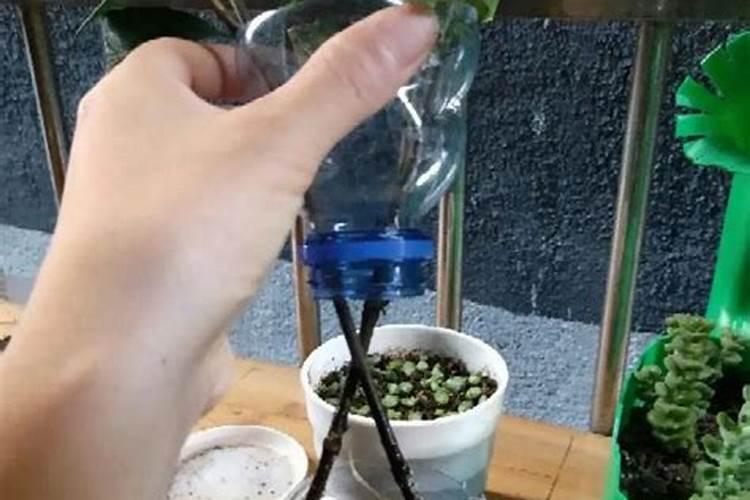小水榕的养殖方法