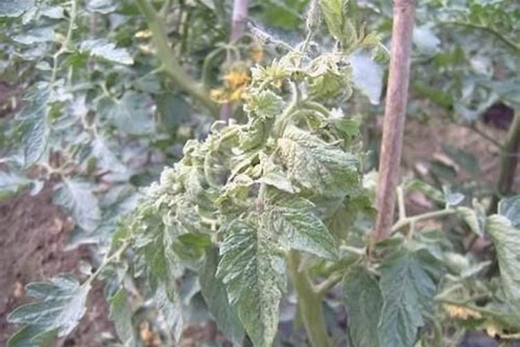 茄子坐果期分别该如何充肥？