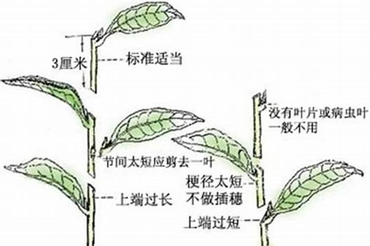 花生增产种植用腐植酸水溶肥,怎么用合适