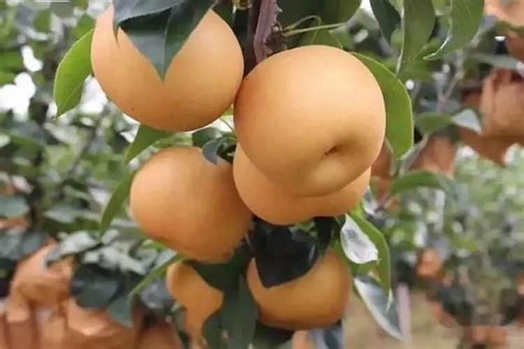 保护地栽培茄子应怎样配方施肥？