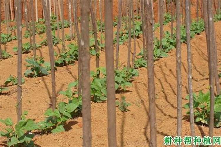 四季豆最佳的施肥时间 四季豆什么时候施肥