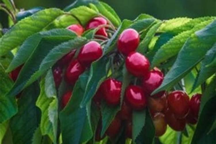 车厘子的种植方法有哪些？