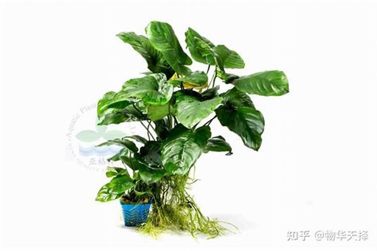 高钾水溶肥什么时候用,在地里几小时见效