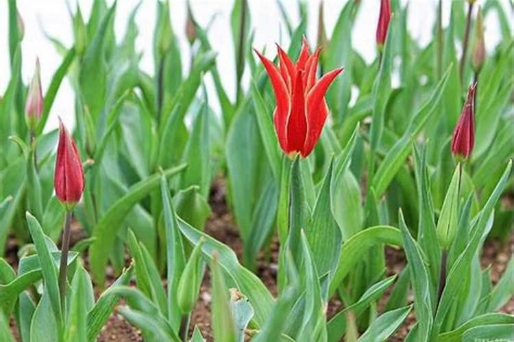 郁金香施什么肥料最适合