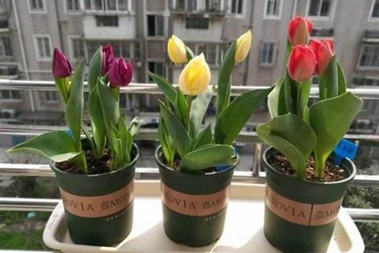 种植郁金香用什么肥料