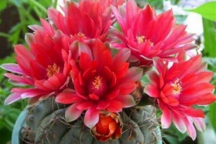 怎么让绯花玉开花