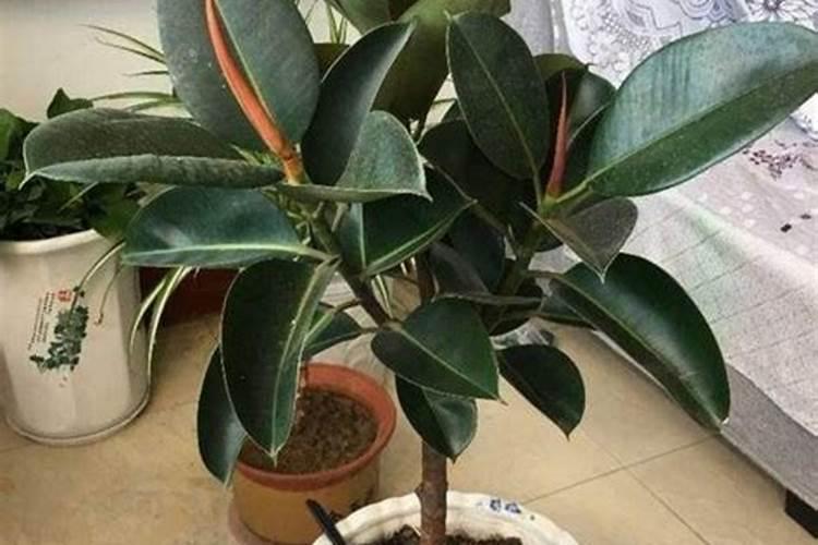 橡皮树叶子发黄怎么办？