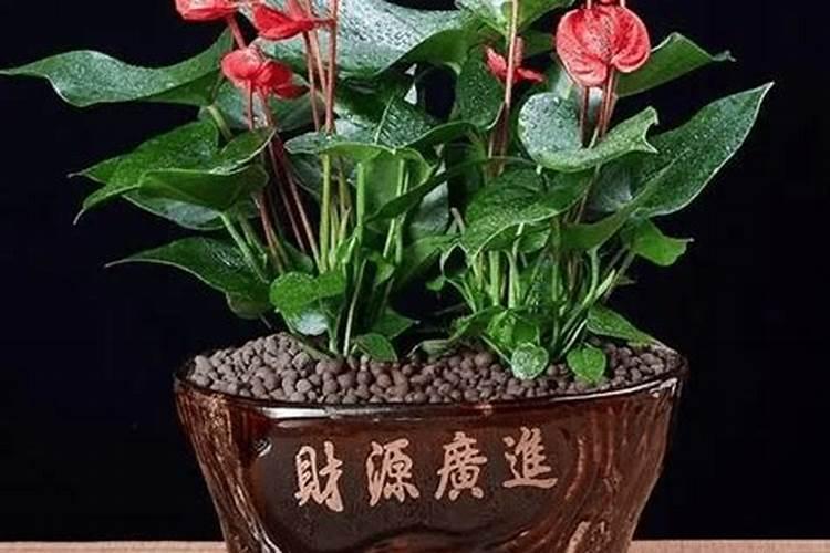 兰花如何浇水几天一次