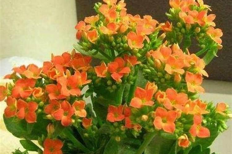 山东莱西特产:夏庄杠六九西红柿