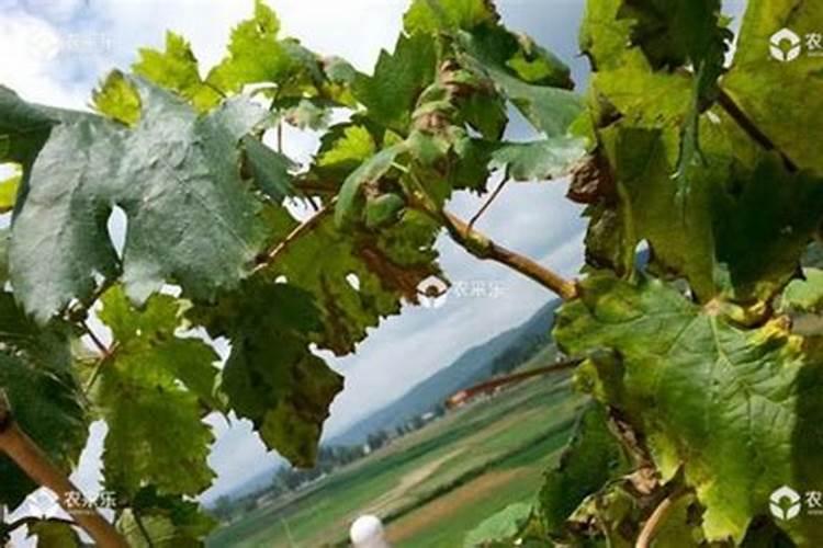 花生米埋土可做肥料吗