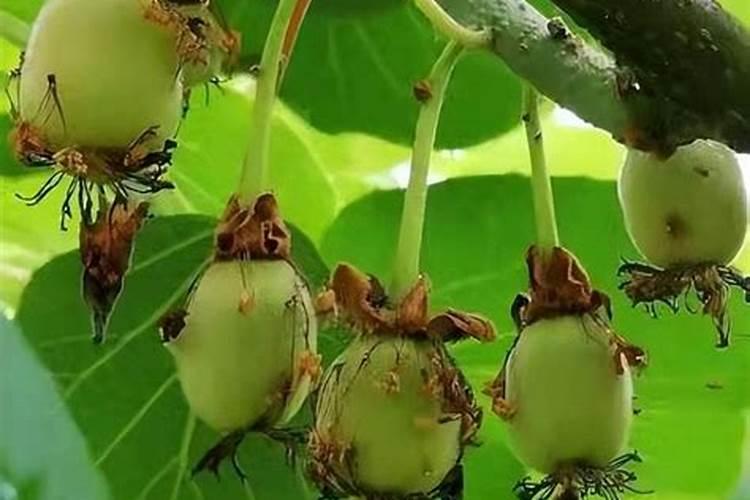 棉田怎样施用硼肥？