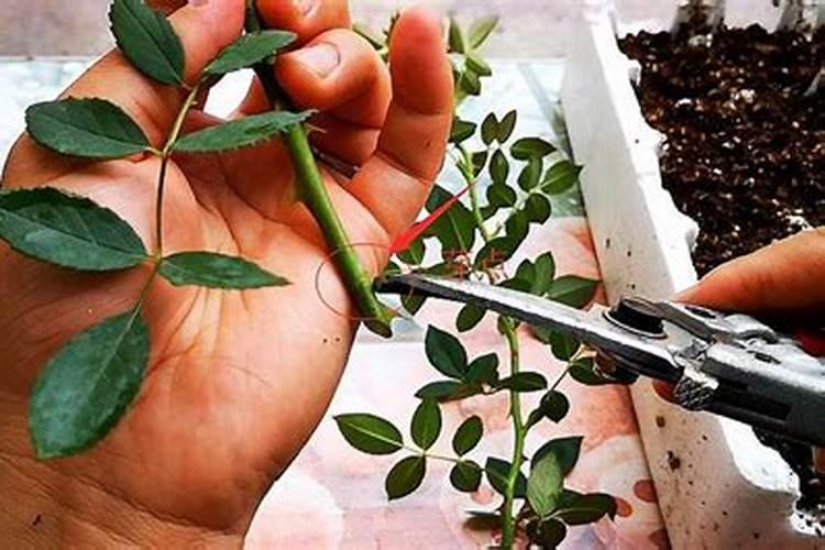 芸苔素磷酸二氢钾对玉米有啥好处