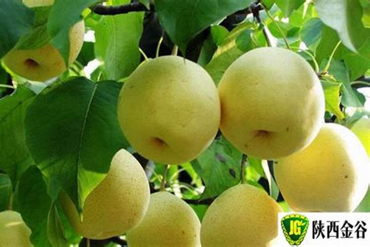 蔬菜用防腐剂有哪些