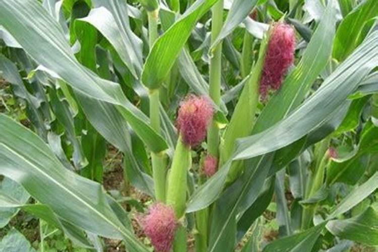 食品叫果蔬必须添加什么