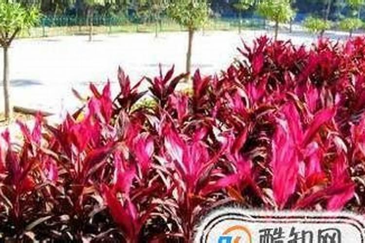 栀子花用什么肥料最好