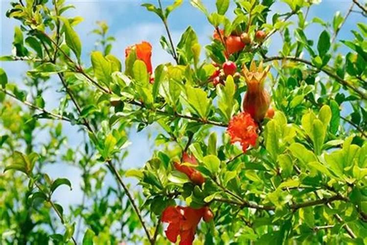 自制花肥没有红糖白糖放蜂蜜可以吗？