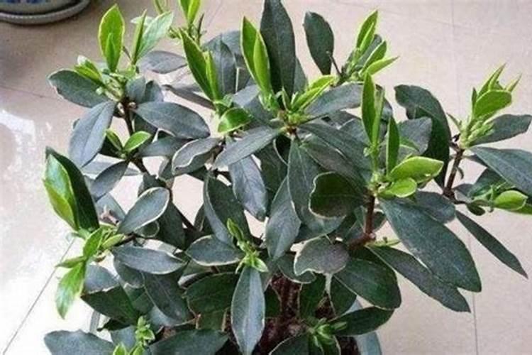 瑞香施什么肥料