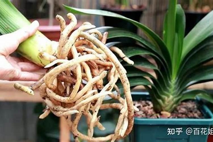 生物有机肥颗粒与粉剂哪个好？