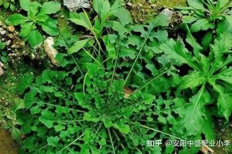 复合肥怎么使用正确