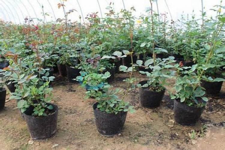 种小麦用什么肥料好