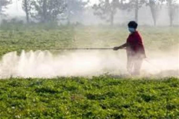 大葱施钙肥效果好吗