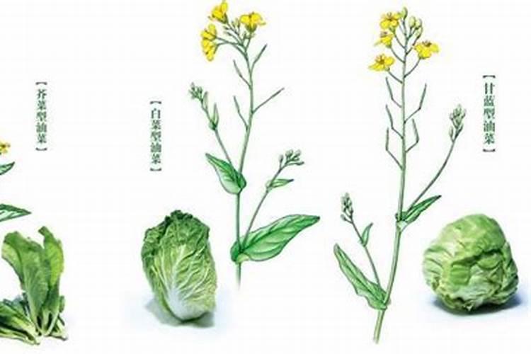 三十烷醇和芸苔素区别