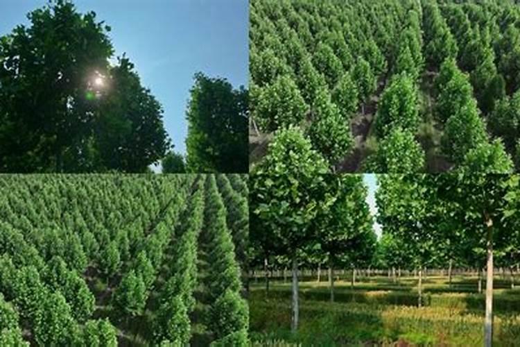 叶面肥隔几天喷一次最合适 叶面肥要喷几次