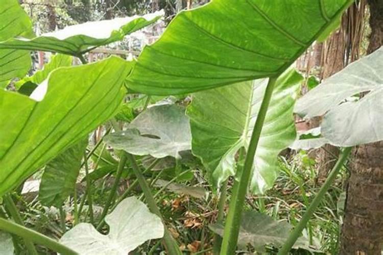 绿化树用什么肥料最好