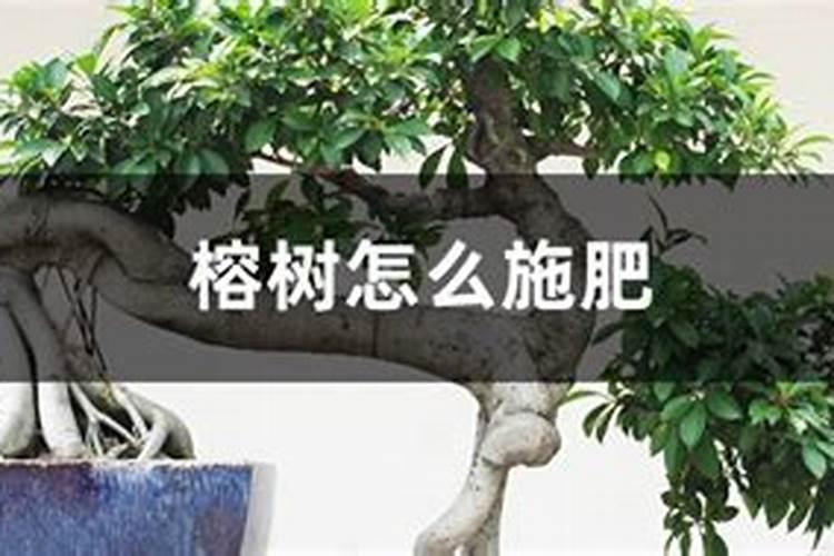 栀子花秋季怎么浇水