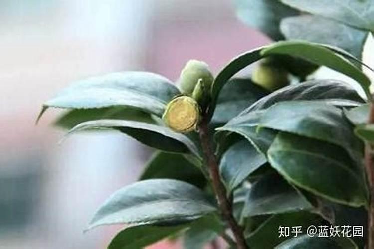 茶花浇水后多久施肥一次 茶花浇水后怎么施肥