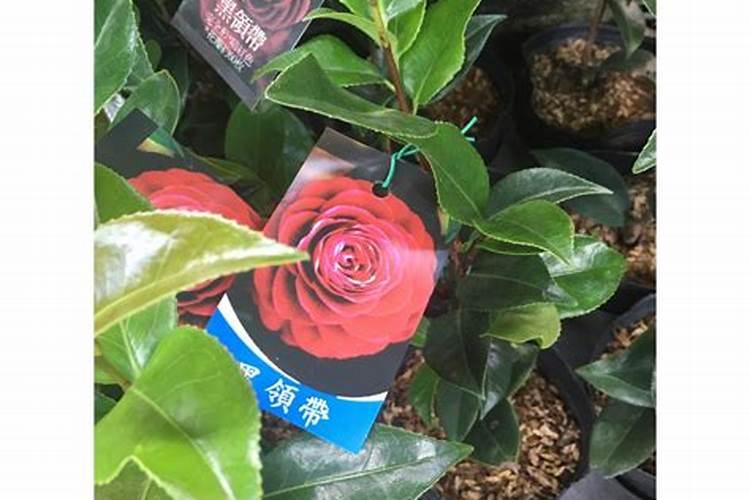 茶花施肥用什么肥料