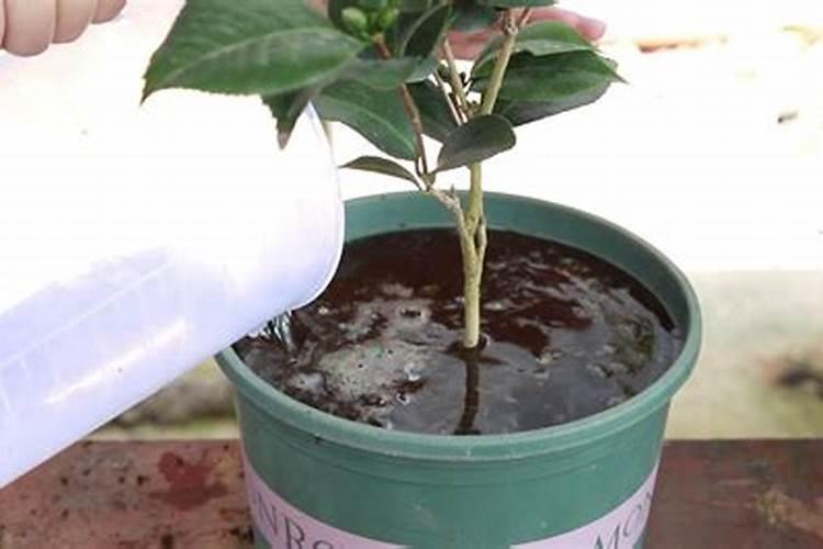 怎样区分茶花的叶子尖发褐色是肥害还是水害