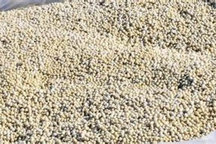 霜降前不盯这7招,大蒜烂根死苗悔半年!老蒜农亲传,80%弱苗能救