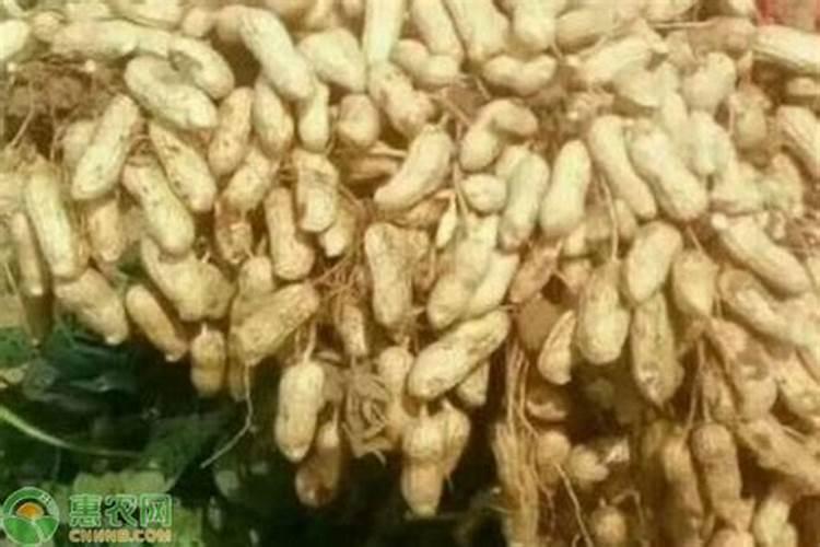 茶花开花时能施肥吗