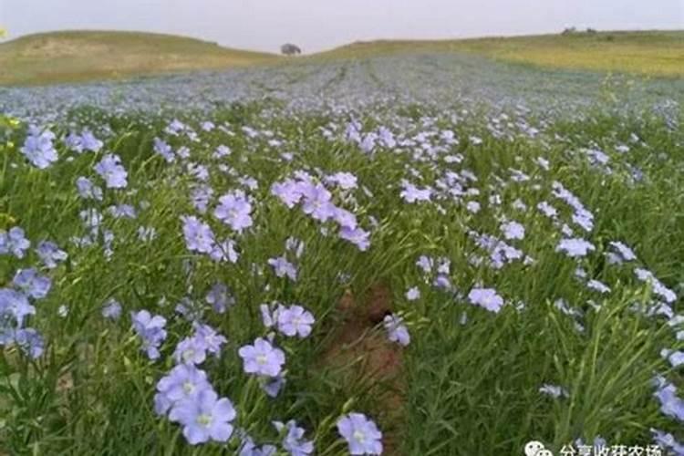 亚麻籽能在河南省种植么？
