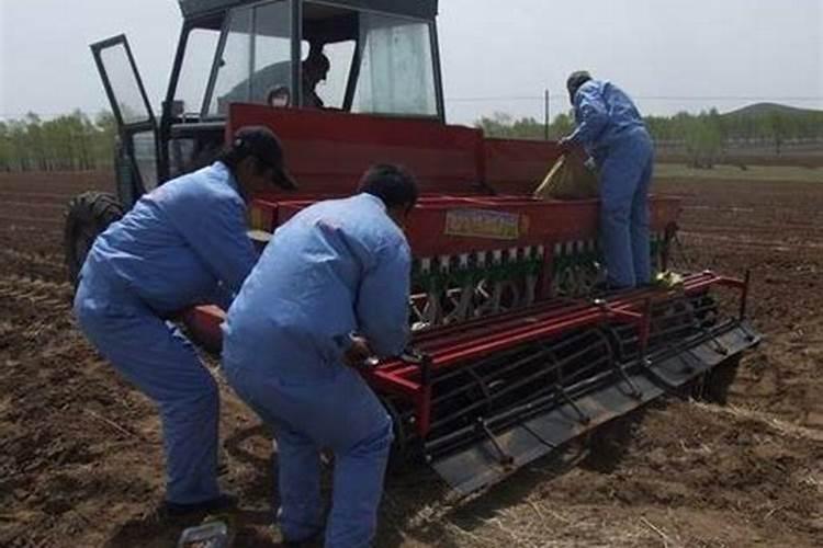 亚麻籽可以种吗