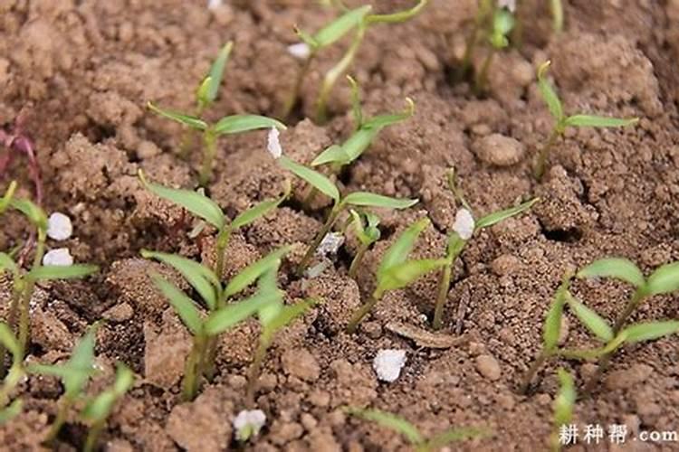 辣椒幼苗什么时候施肥