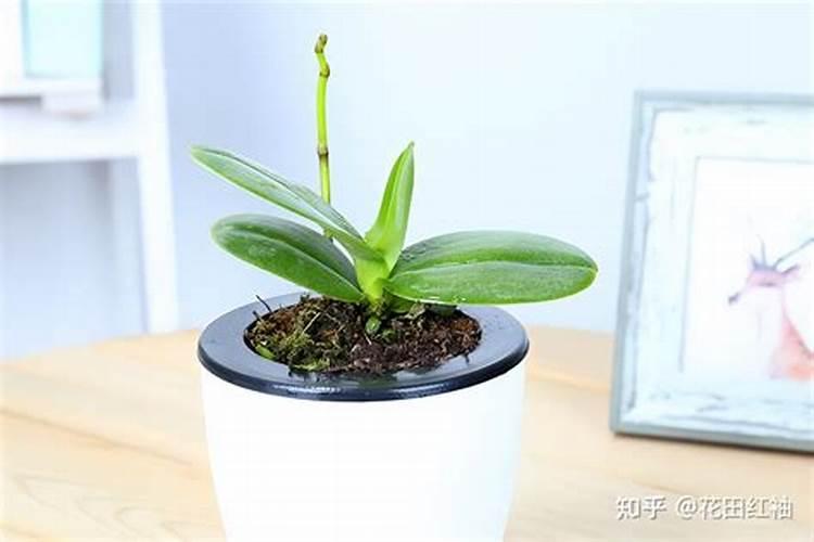 蝴蝶兰施什么肥最好