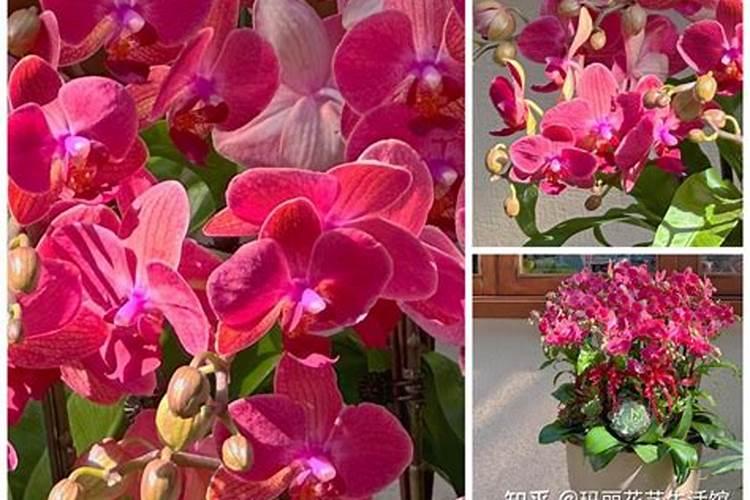 蝴蝶兰可施氮肥吗