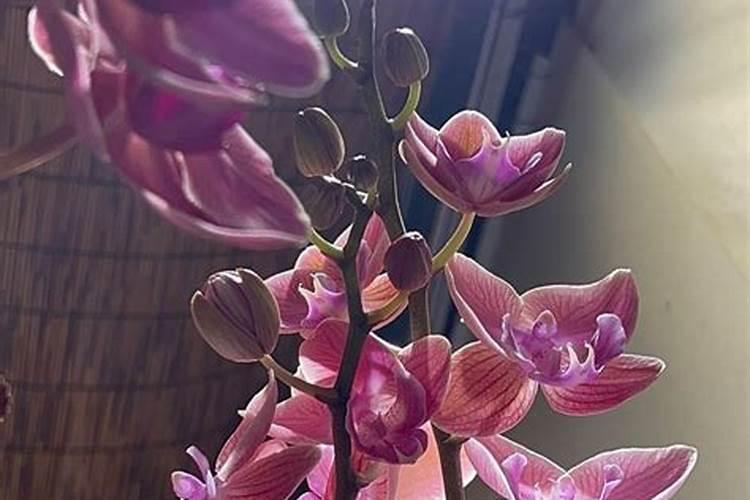 小麦用氧化钾好不好