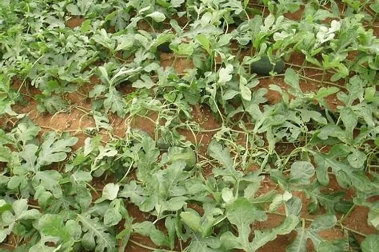 西瓜苗嫁接前可以打叶面肥不