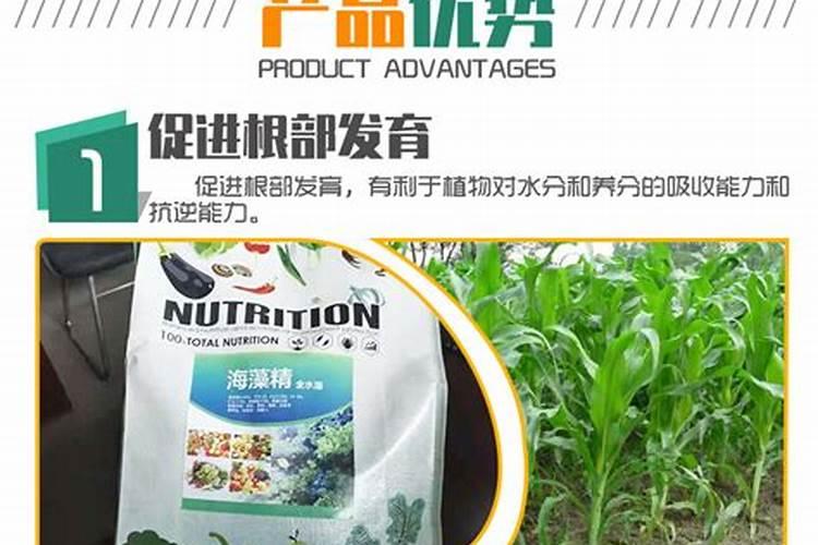 甘蔗用什么肥料最好