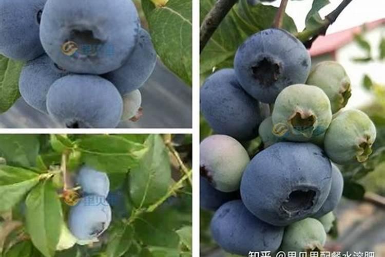 水果皮发酵后是什么肥